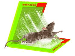 粘鼠板效果展示
