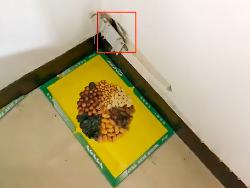 摆放粘鼠板位置展示